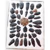 Image 1 : Idaho Paleo Collection