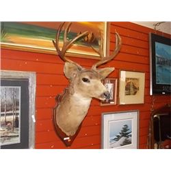 MOUNTED DEER HEAD - 4 POINT