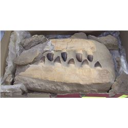 MYSTERIOUS DINOSAUR JAW