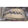 Image 1 : MYSTERIOUS DINOSAUR JAW
