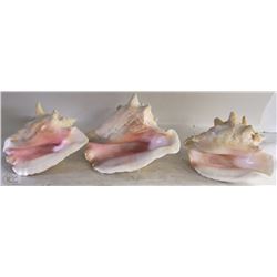 SET OF 3 CONCHES