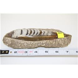 FOSSIL OF ORTHOCERAS