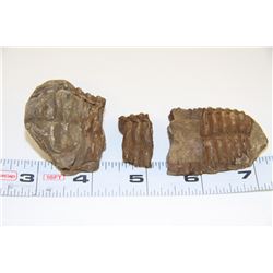 TRILOBITE EXHUMED FROM MADAGASCAR
