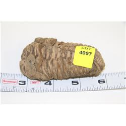 TRILOBITE EXHUMED FROM MADAGASCAR