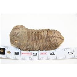 TRILOBITE EXHUMED FROM MADAGASCAR