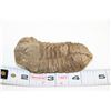 Image 1 : TRILOBITE EXHUMED FROM MADAGASCAR