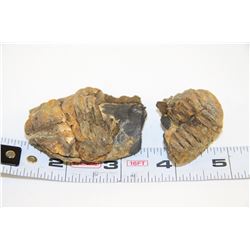 TRILOBITE EXHUMED FROM MADAGASCAR