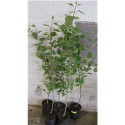 LOT OF FIVE 1 GALLON OKANESE POPLAR TREES