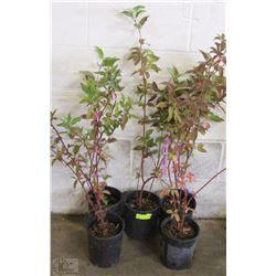 LOT OF FIVE 1 GALLON RED OSIER DOGWOOD