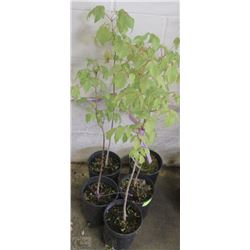 LOT OF FIVE 1 GALLON MANITOBA  MAPLE TREES