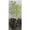 Image 1 : LOT OF FIVE 1 GALLON MANITOBA  MAPLE TREES