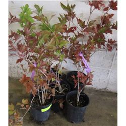LOT OF FIVE 1 GALLON HIGH BUSH CRANBERRY