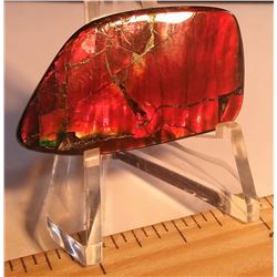 35MM X 16 MM AMMOLITE GEMSTONE