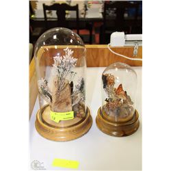 PAIR OF ENCASED BUTTERFLIES