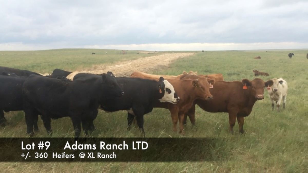 Adams Ranch Size Adams Ranch Ltd. @ XL Ranch +/- 360 Heifers