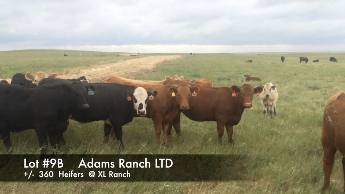 Adams Ranch Ltd. @ XL Ranch +/- 360 Heifers