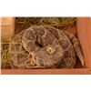 Image 4 : Pet Rattlesnake in a Cigar Box