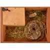 Image 5 : Pet Rattlesnake in a Cigar Box