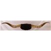 Image 1 : Longhorn Mount Circa 1900
