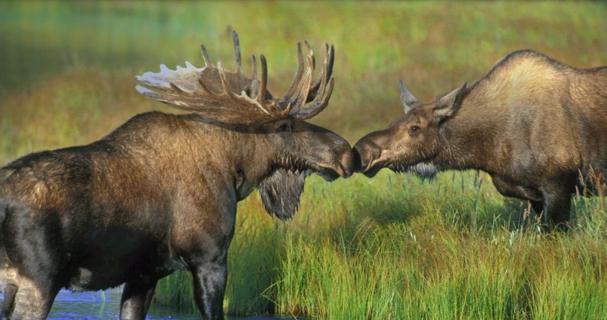 Alaska Delta Junction Moose Permit (DM 975)