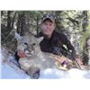 Image 1 : 7-day Utah Mountain Lion Hunt for One Hunter