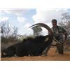 Image 1 : 5-day/6-night South Africa Sable Antelope for One Hunter and One Observer