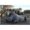 Image 1 : 4-day Namibia White Rhino Vita Dart Hunt for Two Hunters – One White Rhino per Hunter