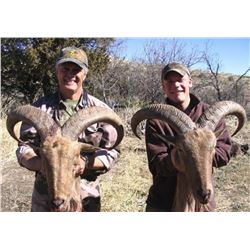 5-day New Mexico Aoudad Rifle Hunt for Two Hunters