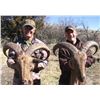 Image 1 : 5-day New Mexico Aoudad Rifle Hunt for Two Hunters