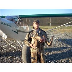 Brooks Range Dall Sheep Hunt for One Alaska Resident Hunter (Air Charter Service)