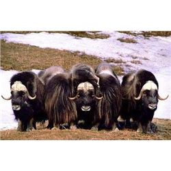 Alaska Nunivak Island Bull Muskox Govenor's Permit (DX001/DX003)