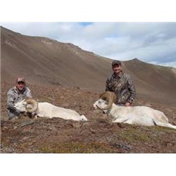 7-Day Wrangell Mountains Alaska Dall Sheep Hunt for Two Alaskan Resident Hunters (Air Charter Servic
