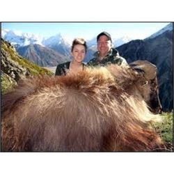 5 1/2-day/5-night New Zealand Himalayan Bull Tahr Hunt for One Hunter and One Observer