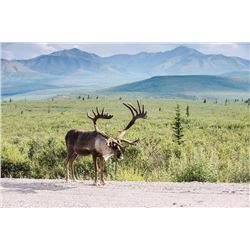 Central Alaska Range Caribou Governor's Permit (DC827)