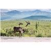 Image 1 : Central Alaska Range Caribou Governor's Permit (DC827)