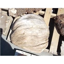 BURLS - SOLD ON CHOICE