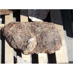 BURLS - SOLD ON CHOICE