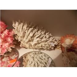 LARGE CORAL - WHITE