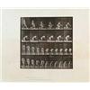 Image 1 : EADWEARD MUYBRIDGE (1830-1904) ANIMAL LOCOMOTION PLATE 254