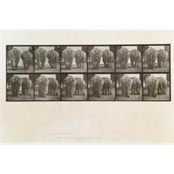 EADWEARD MUYBRIDGE (1830-1904) ANIMAL LOCOMOTION PLATE 735