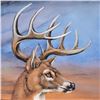 Image 2 : "Stunning Stag" Limited Edition Giclee on Canvas by Martin Katon (24" x 36"), Numbered and Hand Sign