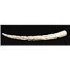 Image 1 : LARGE ANTIQUE CARVED IVORY AFRICAN ELEPHANT TUSK