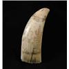 Image 1 : SCRIMSHAW WHALE’S TOOTH