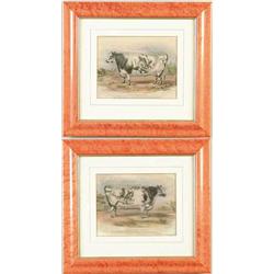 J. MOORE (Publishers, British 19th Century) PAIR OF BULL PORTRAITS
