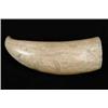 Image 1 : ANTIQUE ENGRAVED WHALE’S TOOTH