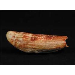 UNDECORATED WHALE’S TOOTH