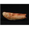Image 1 : UNDECORATED WHALE’S TOOTH