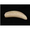 Image 1 : UN-ENGRAVED WHALE’S TOOTH