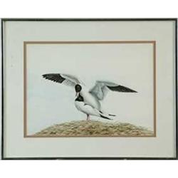 BOBBY J. MALONE (American, 20th Century) PAIR OF TERNS