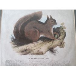 English Wildlife Prints From Thirty Plates Illustrative of Natural History-London